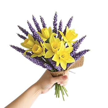 Soft Sunlight Blooms